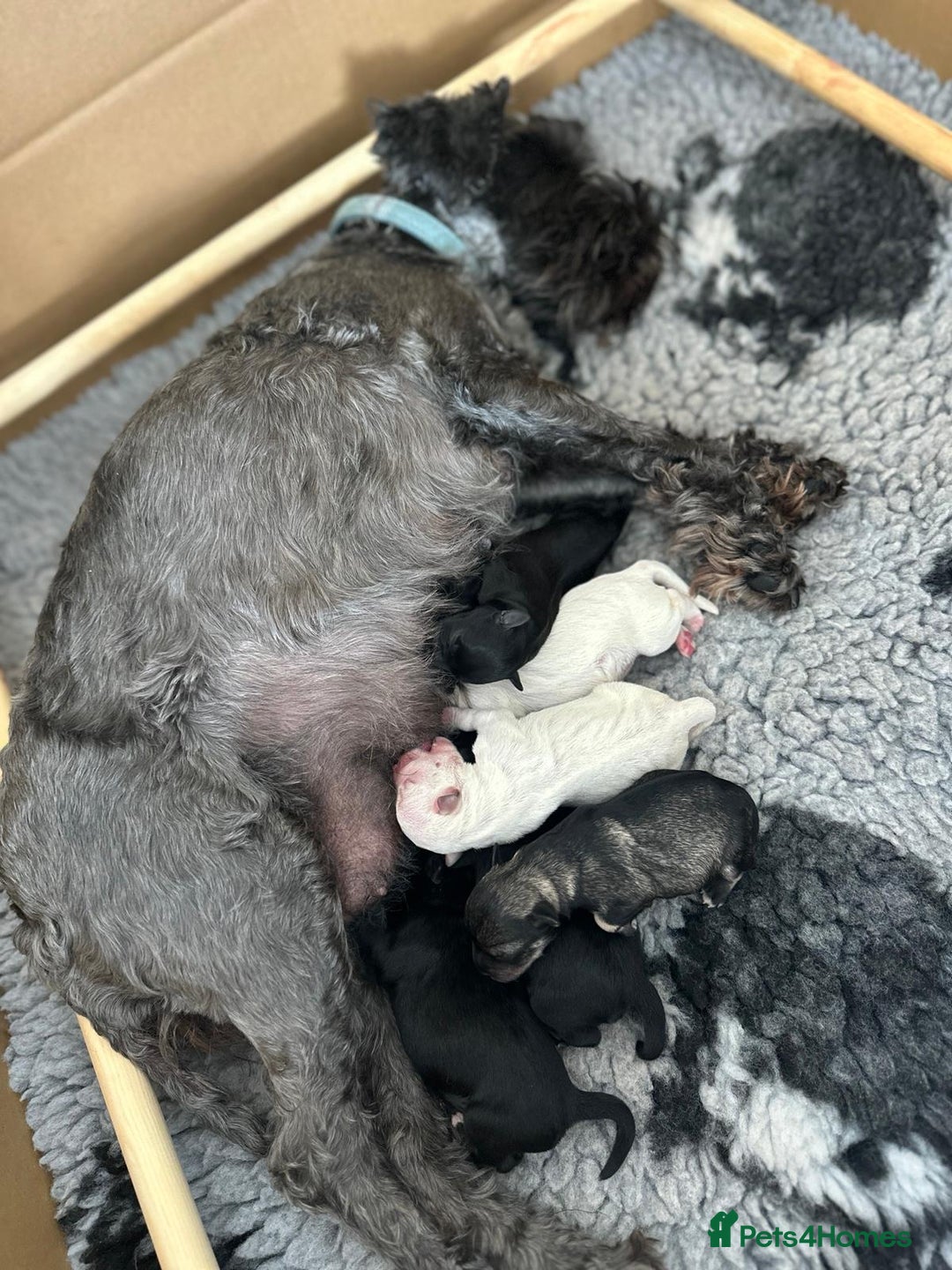Miniature Schnauzer dogs for sale: Beautiful KC Registered Miniature Schnauzers - Image 3