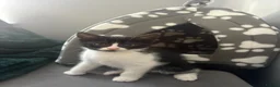British Shorthair cats for sale: Black, grey & white. Faint stripes❤️ - Advert 4