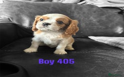 Cavalier King Charles Spaniel dogs for sale: CAVALIER KING CHARLES PUPPIES DNA CLER - Image 4