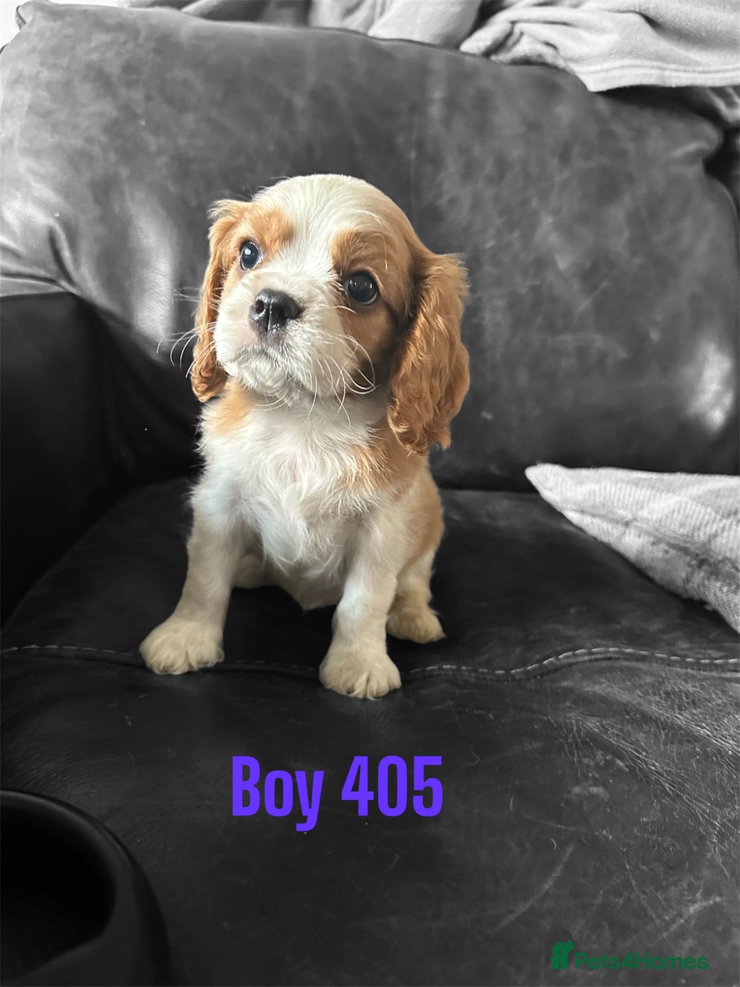 Cavalier King Charles Spaniel dogs for sale: CAVALIER KING CHARLES PUPPIES DNA CLER - Image 4