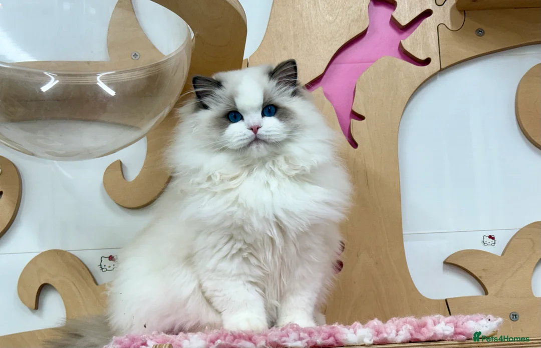 Ragdoll cats for sale: SOLD TO USA  - Advert 11