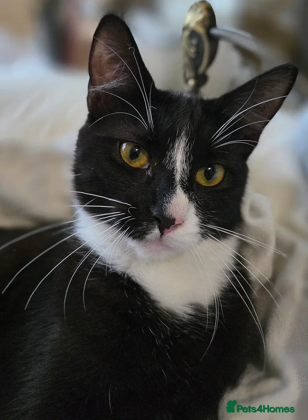 Mixed Breed cats for sale: Beautiful black and white cat very friendly - Advert 2