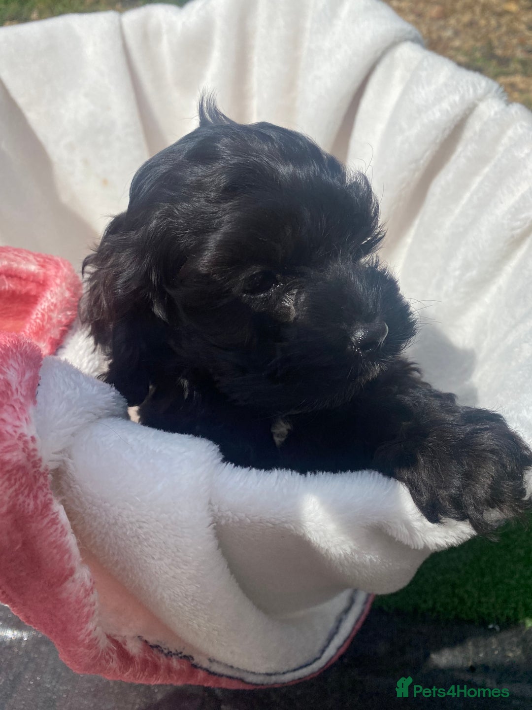 Cockapoo dogs for sale: American cockapoos rare green eyes phantoms - Image 4