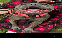 Staffordshire Bull Terrier dogs for sale: Staffordshire bull terrier - Image 2