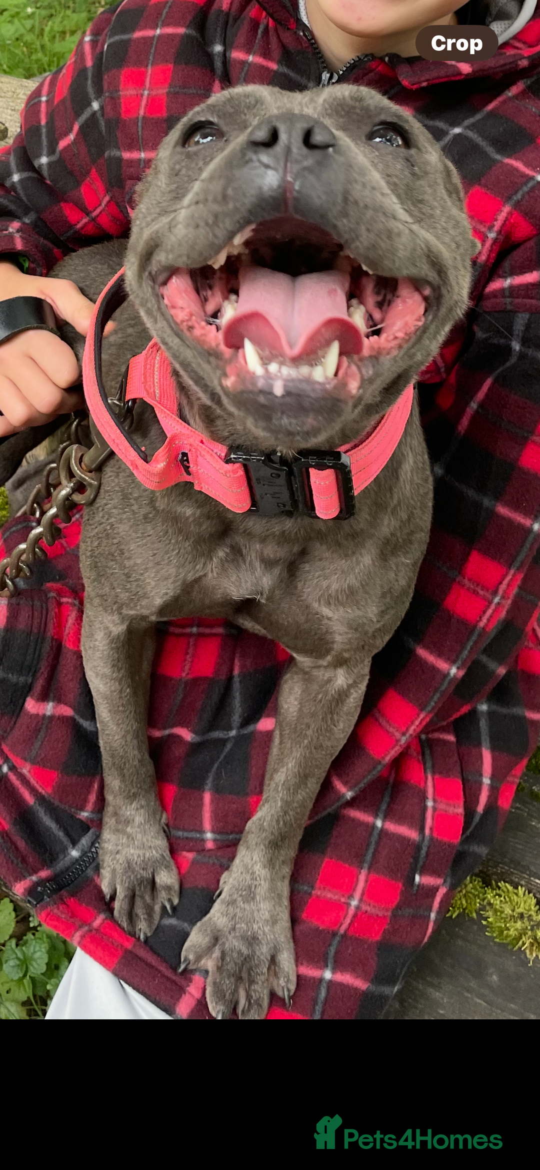 Staffordshire Bull Terrier dogs for sale: Staffordshire bull terrier - Image 2