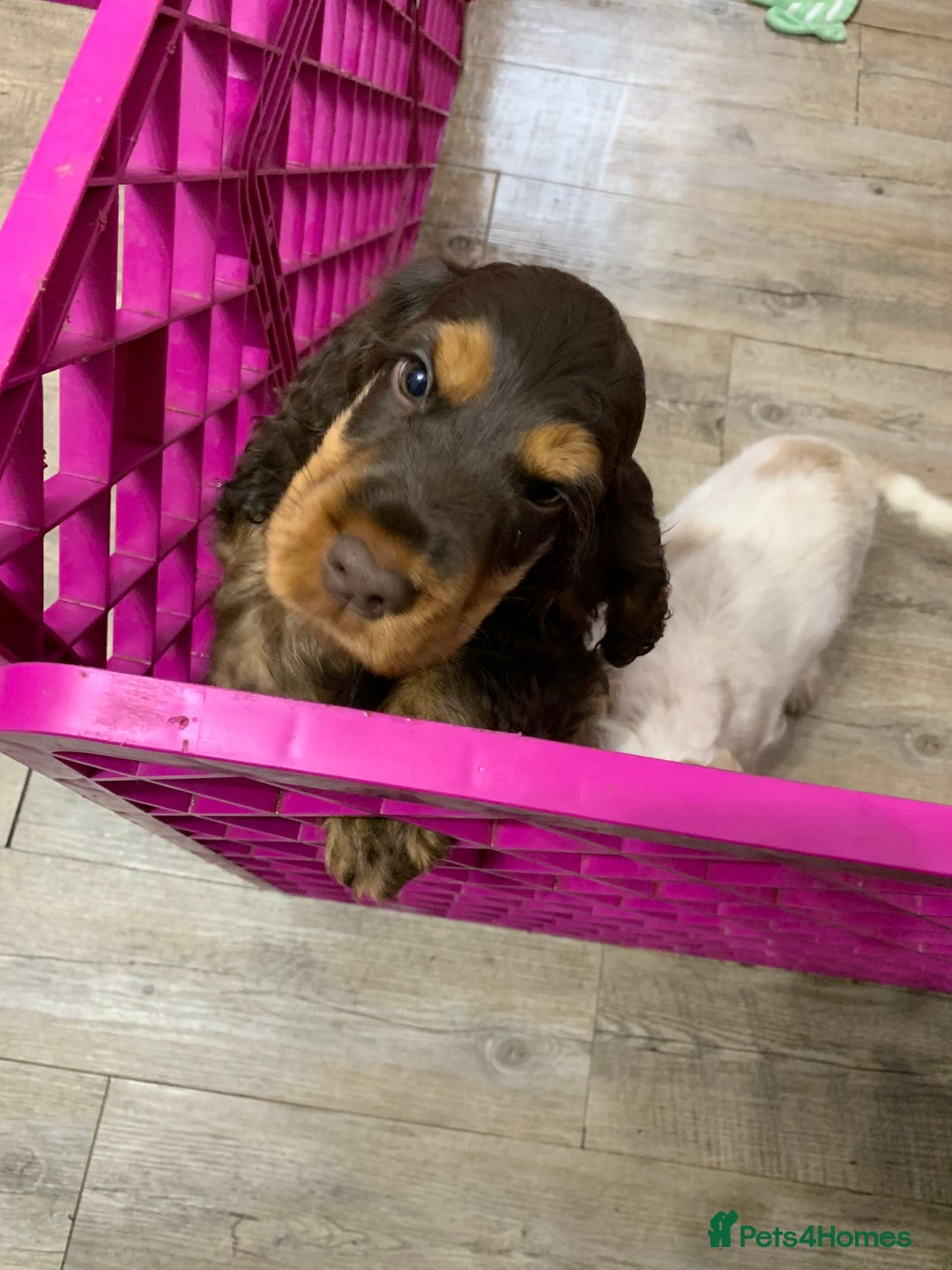 Cocker Spaniel dogs for sale: 5* LICENSED READY KC SHOW H/TESTED PUPPIES  - Image 14