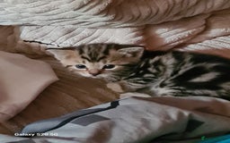 Mixed Breed cats for sale: Stunning kittens  - Image 15
