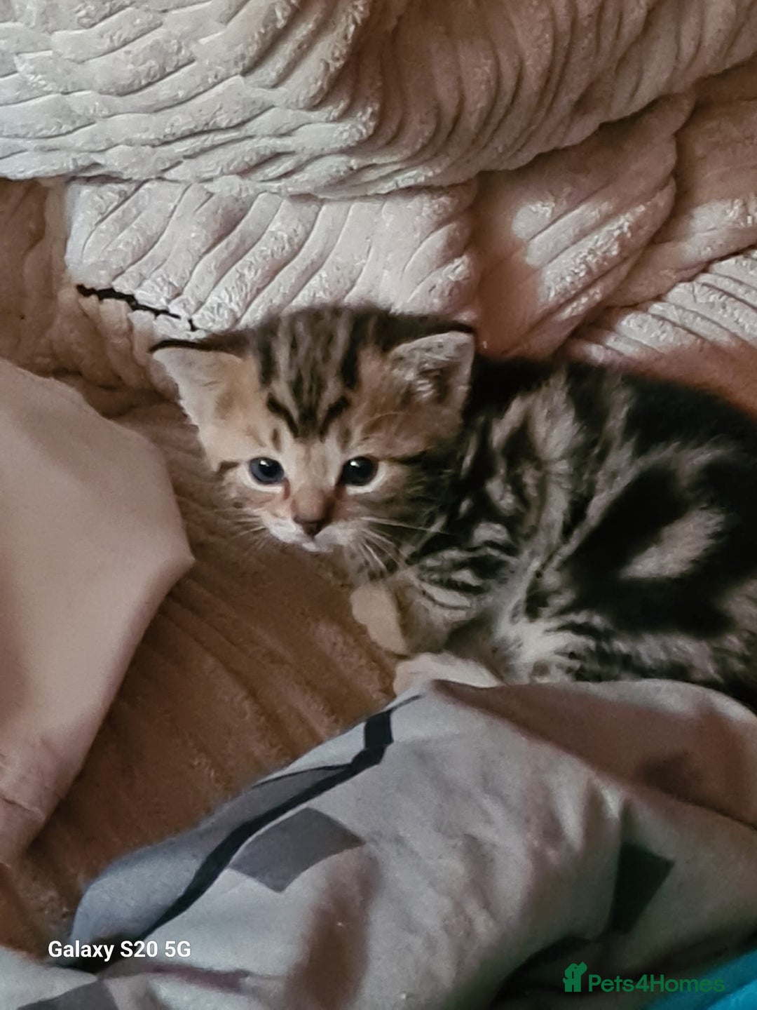Mixed Breed cats for sale: Stunning kittens  - Image 15
