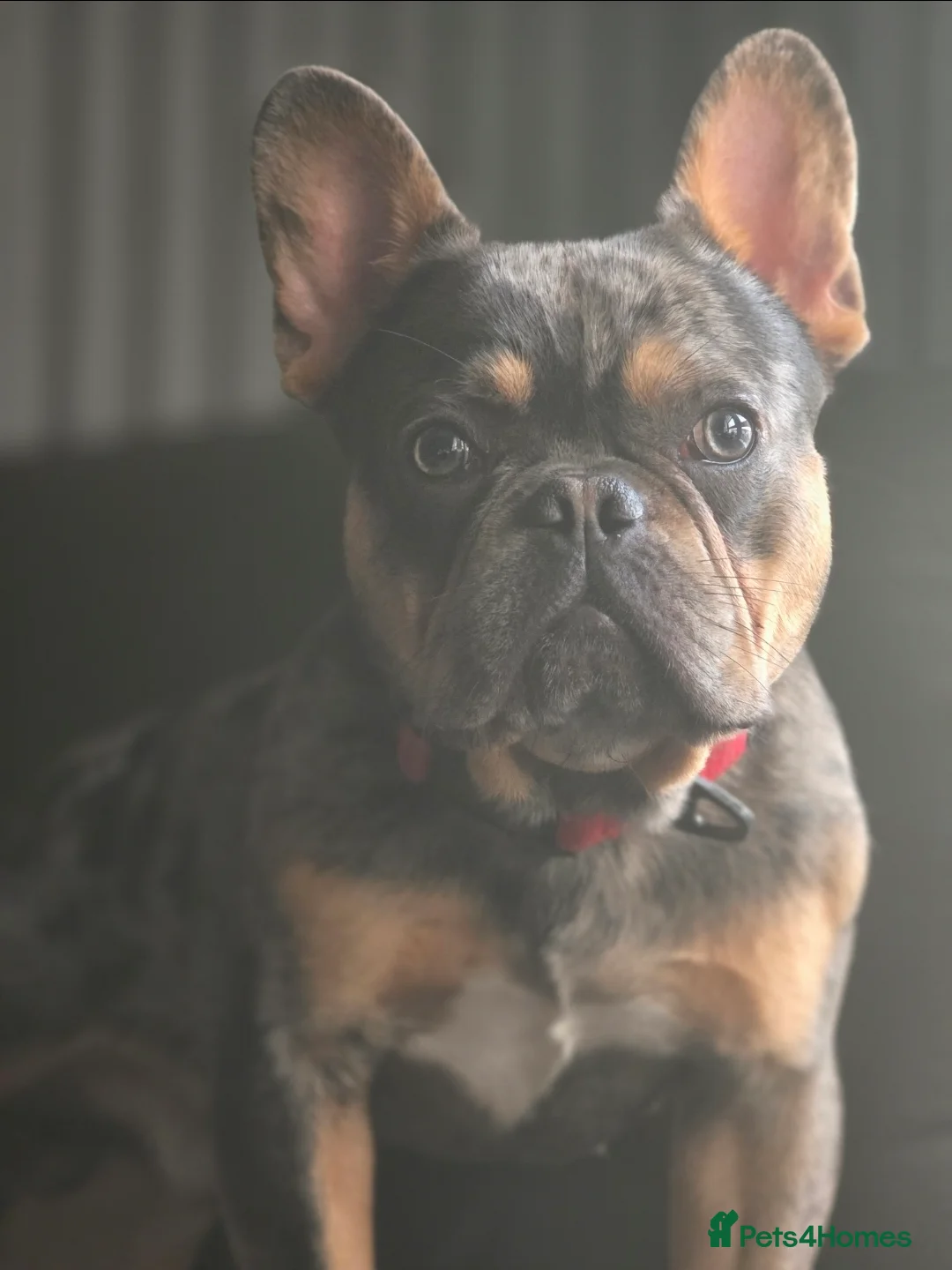 French Bulldog dogs for sale: REHOME - Advert 3