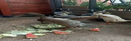 Mixed Breed livestock for sale: Indian Runner ducks  - Advert 13