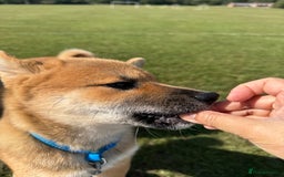 Japanese Shiba Inu dogs for sale: 🐾 Shiba Inu Puppies Available in London - Image 15