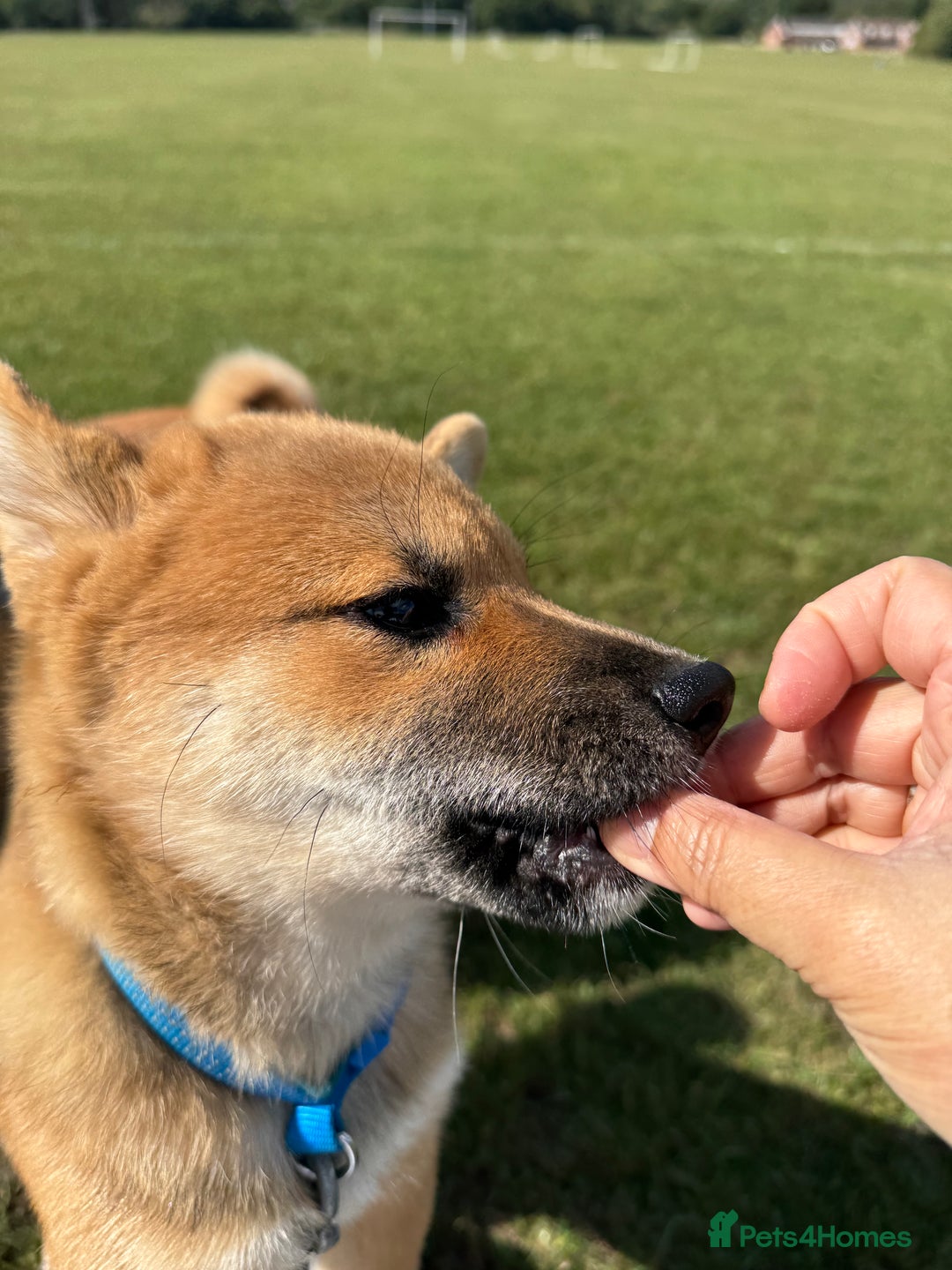 Japanese Shiba Inu dogs for sale: 🐾 Shiba Inu Puppies Available in London - Image 15
