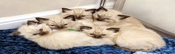 Ragdoll cats for sale: All babies have found a loving home  - Advert 21