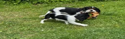 Cavalier King Charles Spaniel dogs for sale: Pedigree Cavalier King Charles Spaniel Puppies - Advert 19