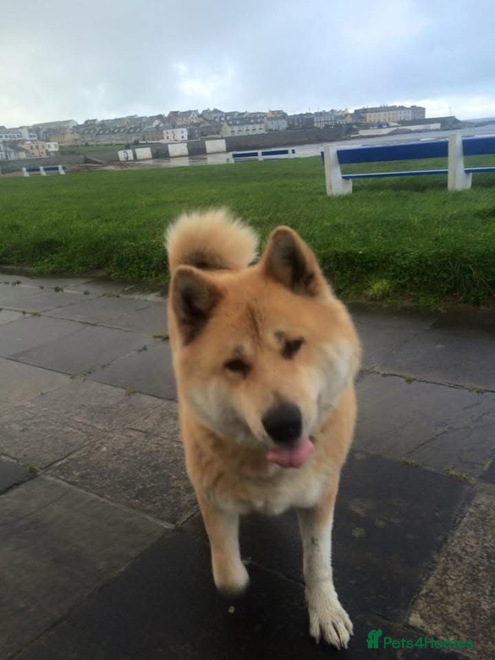Japanese Shiba Inu dogs Storm - Advert 2