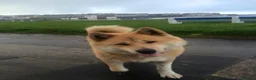 Japanese Shiba Inu dogs for sale: Storm in London - Advert 1