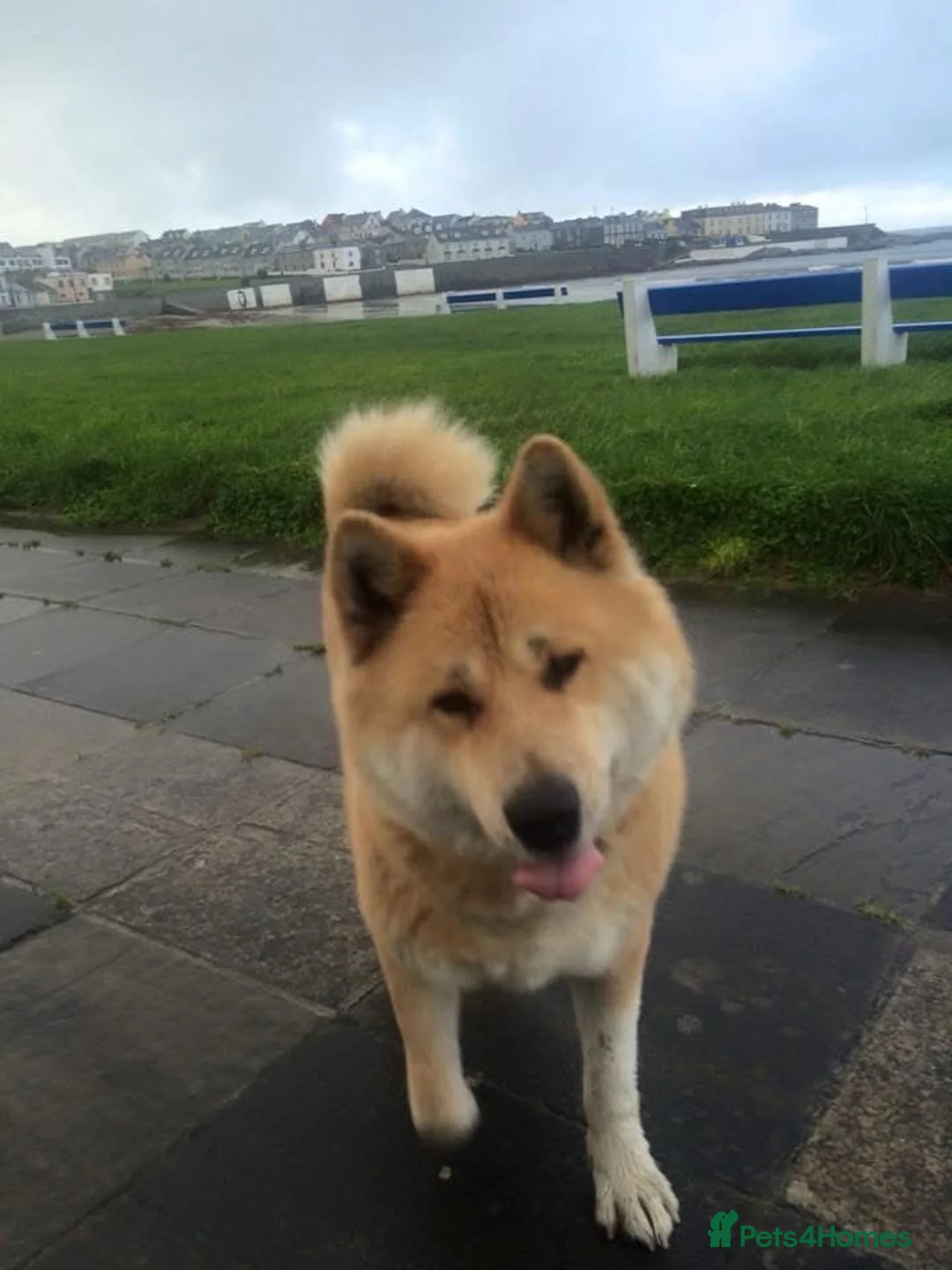 Japanese Shiba Inu dogs for sale: Storm in London - Advert 1