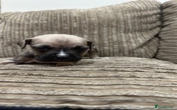 Cane Corso dogs for sale: Cane Corso Puppies for Sale - Image 24