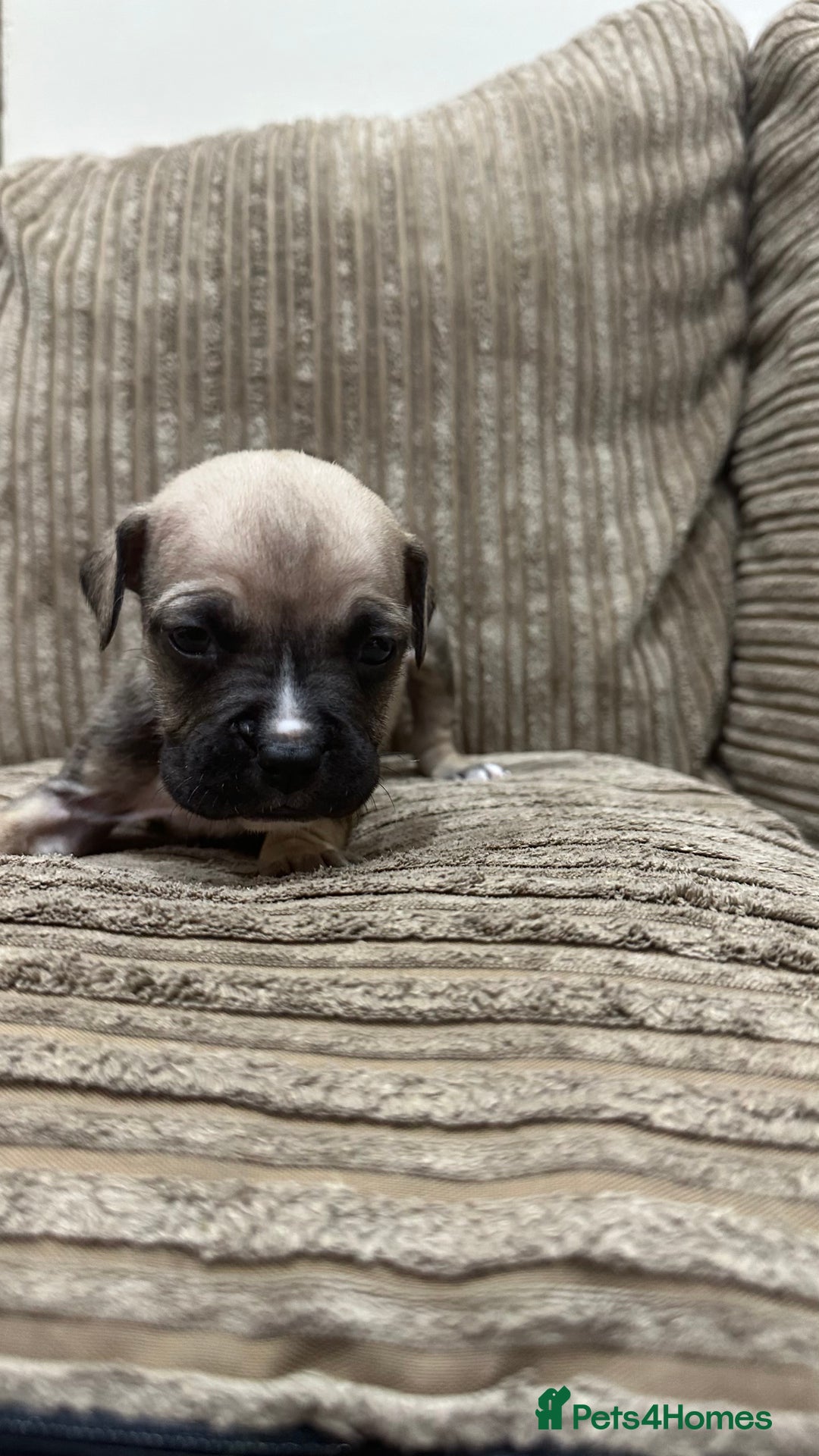 Cane Corso dogs for sale: Cane Corso Puppies for Sale - Image 24