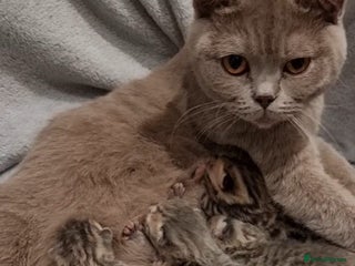 British Shorthair cats British Shorthair kittens Tica Registered - Advert 6