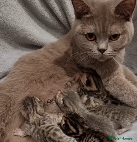 British Shorthair cats British Shorthair kittens Tica Registered - Advert 1