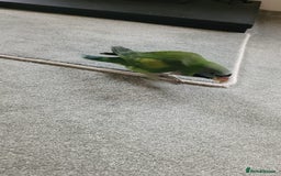 Parakeets birds for sale: Hand reared derbyan - Image 13