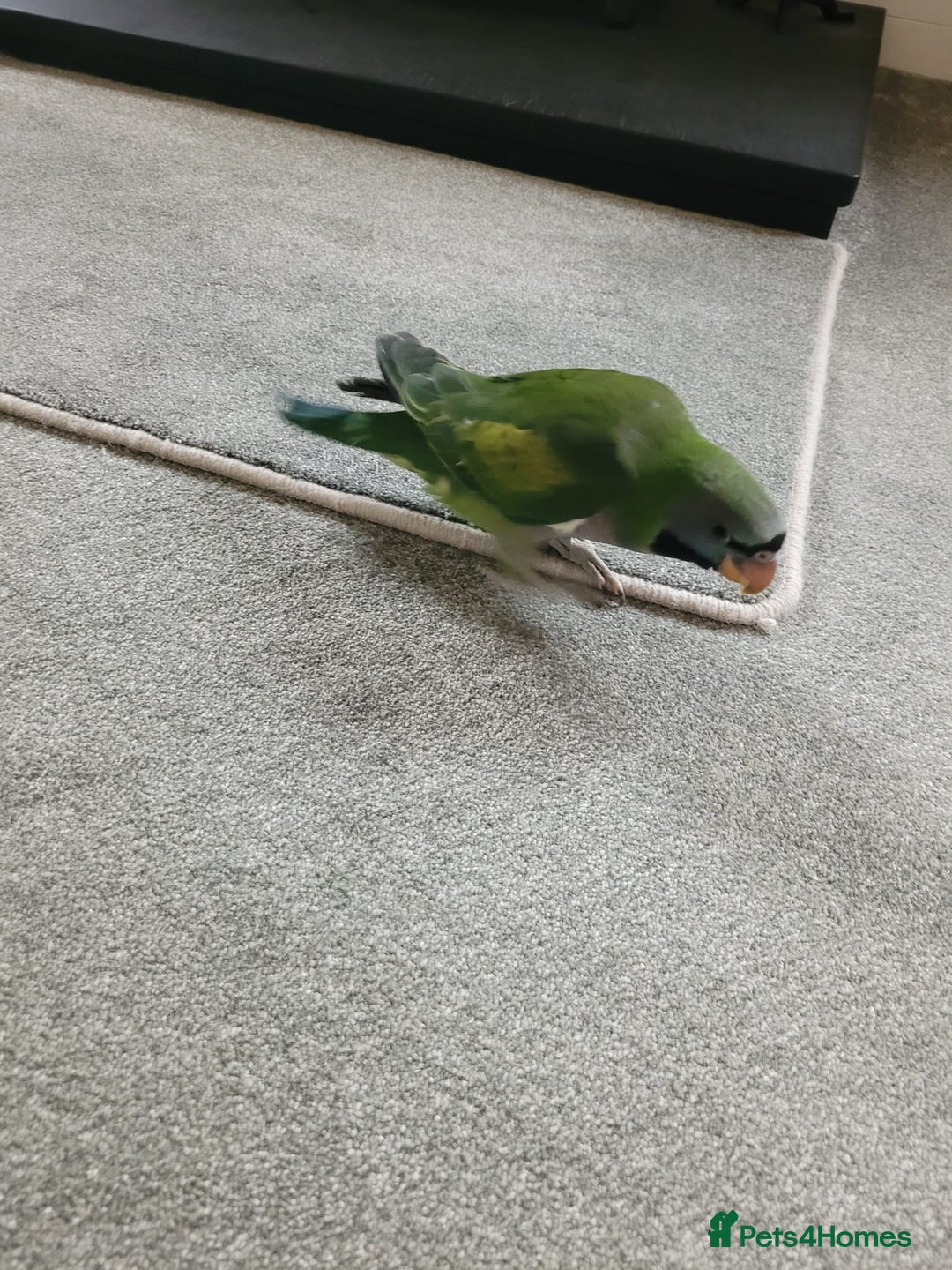 Parakeets birds for sale: Hand reared derbyan - Image 13