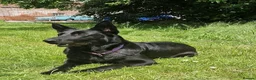 German Shepherd dogs for sale: German shepherd puppies  - Advert 15