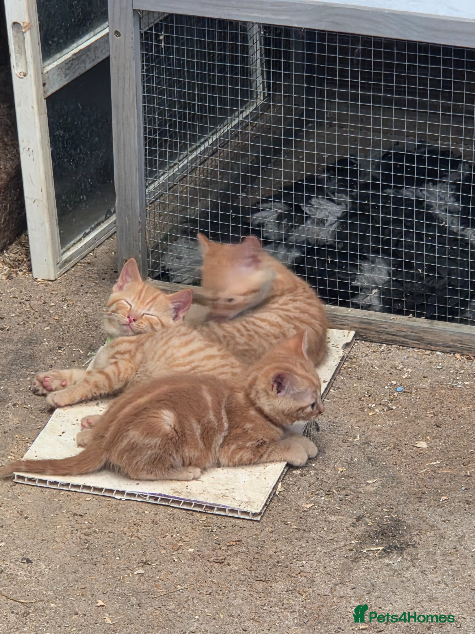 Mixed Breed cats for sale: Farm Kittens  - Advert 10
