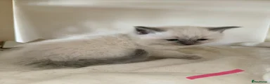 Ragdoll Kitten 3