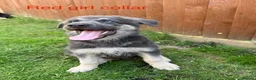 German Shepherd dogs for sale: RARE BLUE GERMAN SHEPHERD PUPPIES KC  - Advert 6