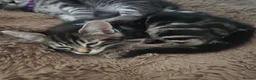Maine Coon cats for sale: Maine coon cross kittens - Advert 9
