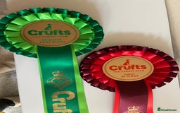 German Shepherd dogs for sale: Litter of puppies with a World Class Pedigree  - Advert 17