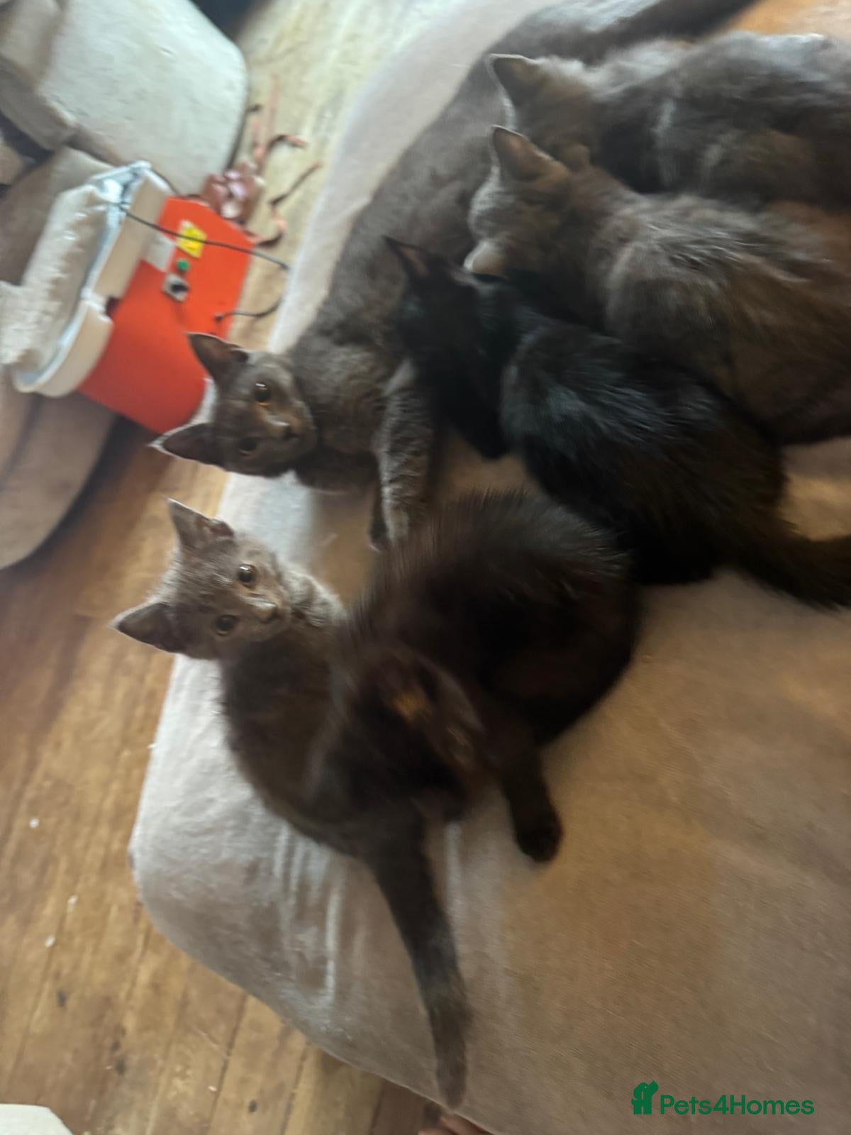British Shorthair cats 5 beautiful kittens  - Advert 1