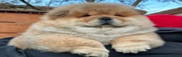 Chow Chow dogs for sale: Kc Registered Chow Chow Pups - Advert 15