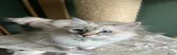 Siberian cats for sale: Siberian Neva Masquerade kittens  - Advert 9