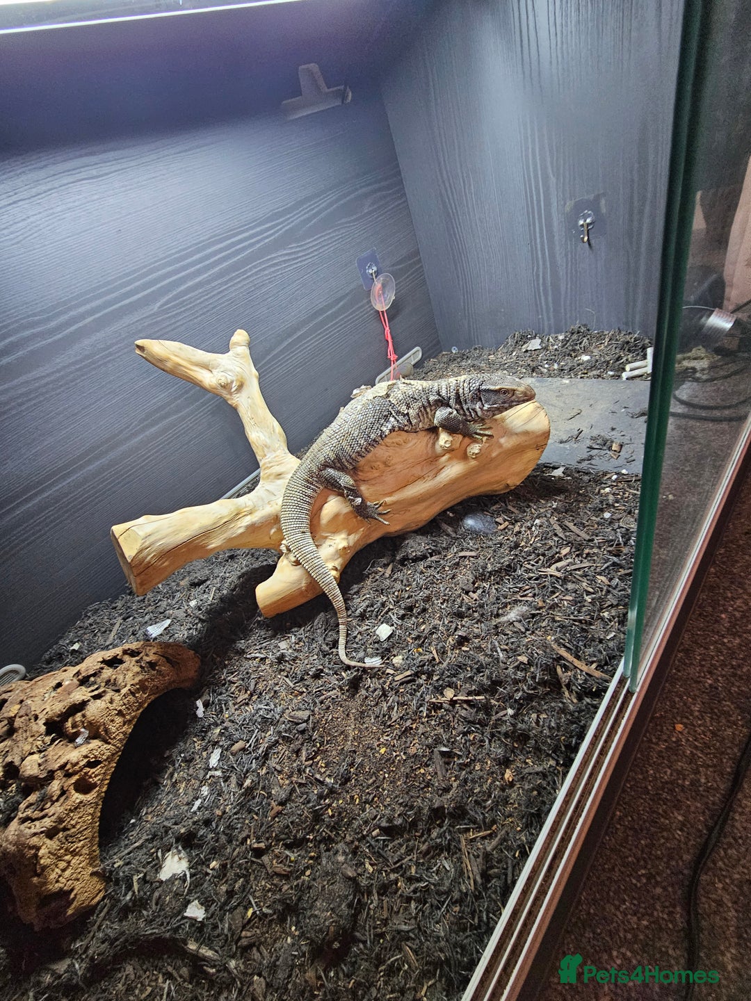 Monitor reptiles for sale: Beautiful savannah monitor  - Image 1