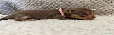 Jack Russell Puppy 2