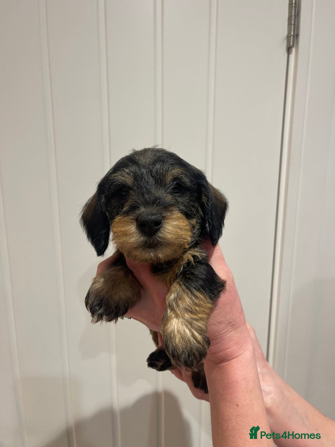 Dachshund dogs for sale:  Miniature Wirehaired Dachshund  puppies  - Advert 16
