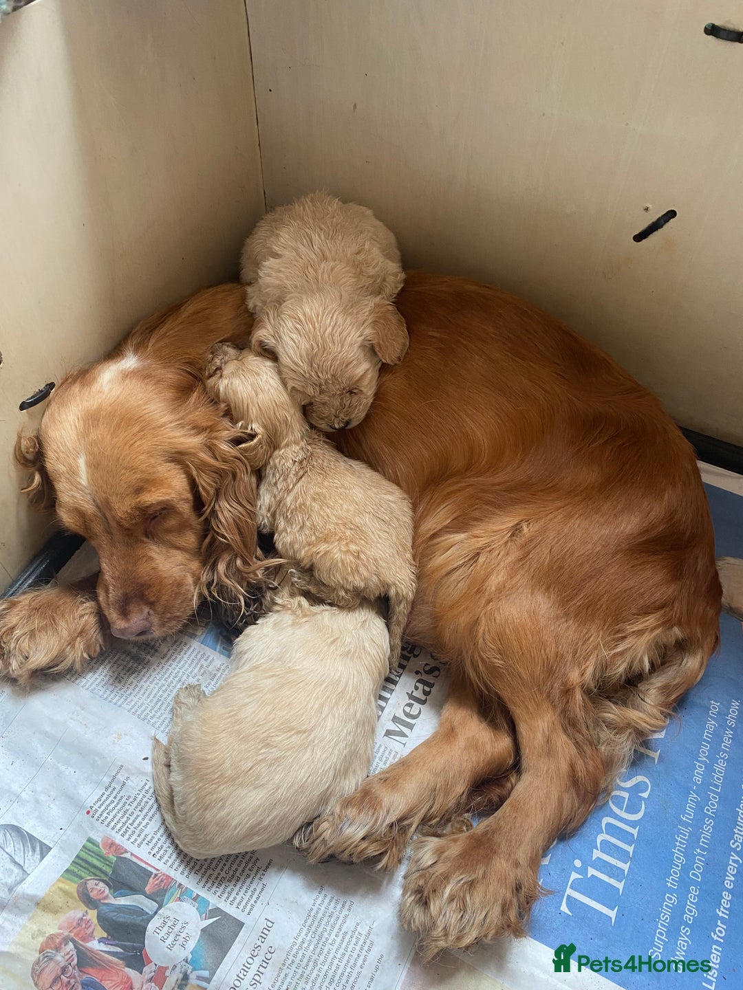 Cockapoo dogs for sale: F1 RED COCKAPOO GIRL. READY 15TH JAN. - Advert 6
