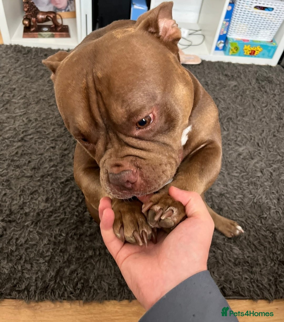 American Bully dogs for sale: Spayed Beautiful Pocket bully girl - Advert 2