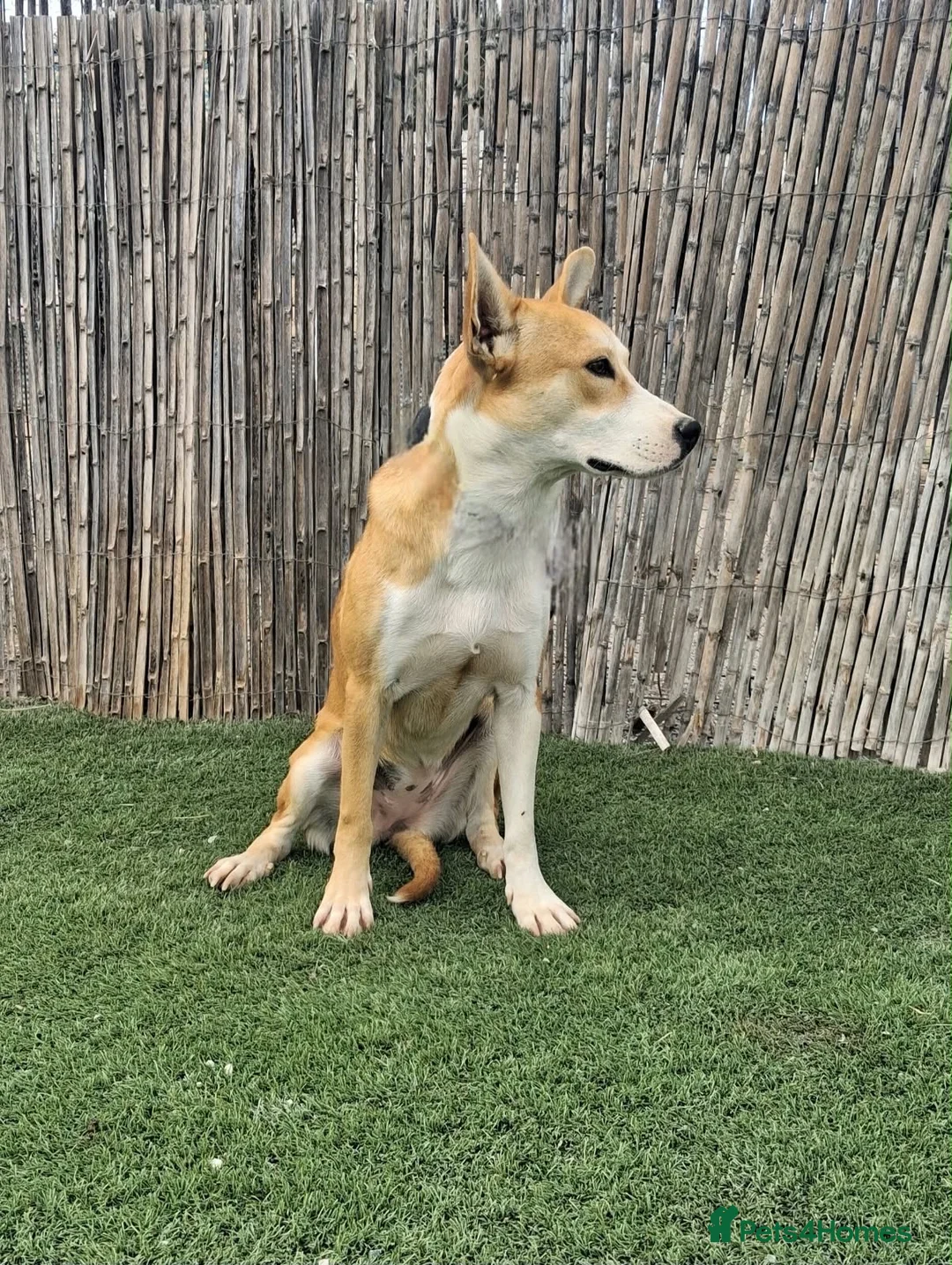 Mixed Breed dogs for adoption: MEET CLOE 💕 in Hengoed - Advert 2