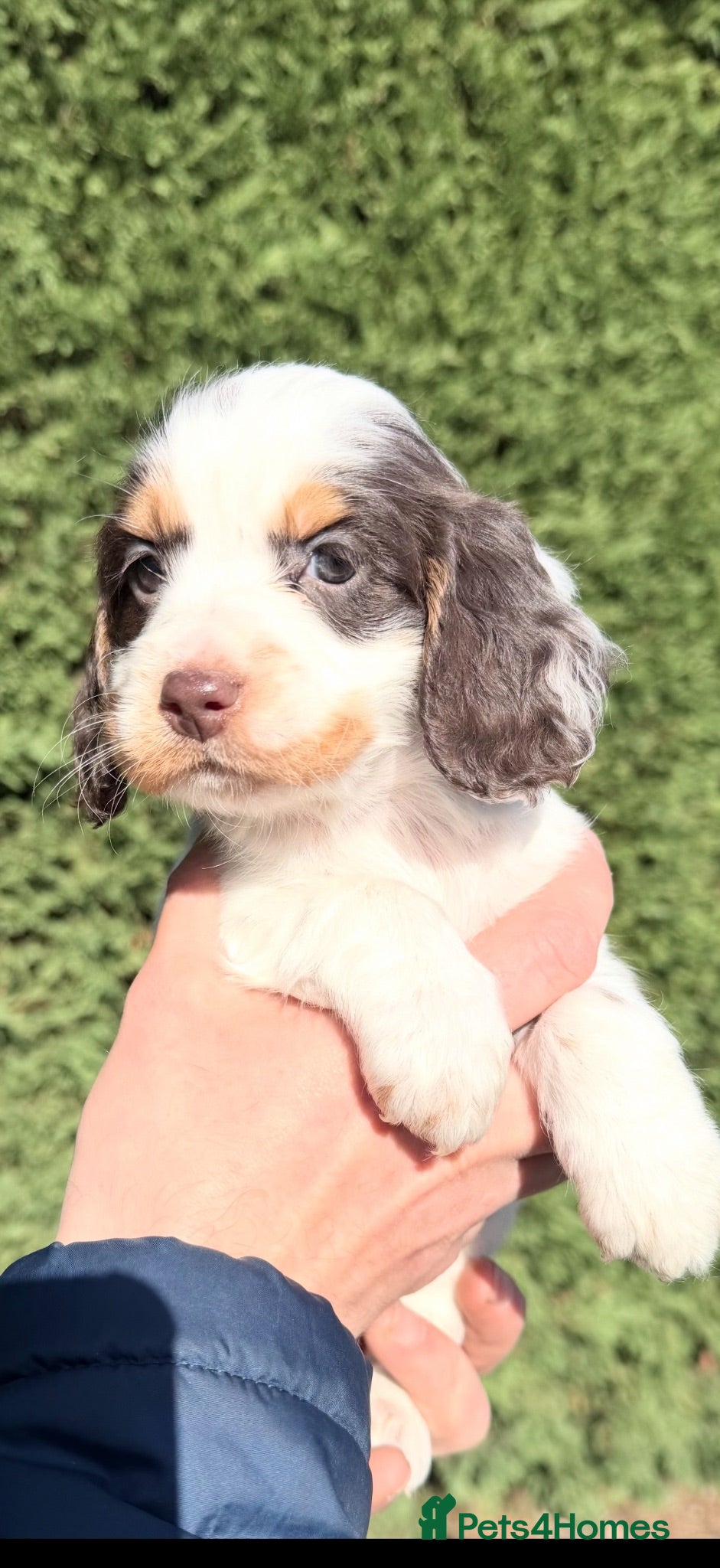 Cockapoo dogs Tri colour cockapoo (Belle) - Advert 2