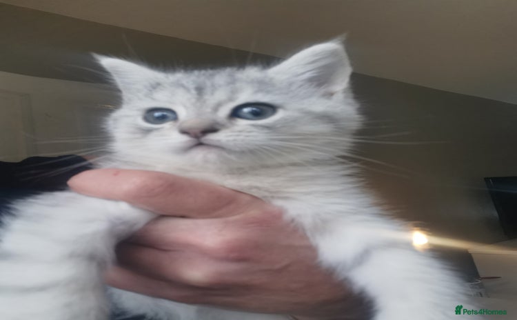 Persian cats - Advert 3