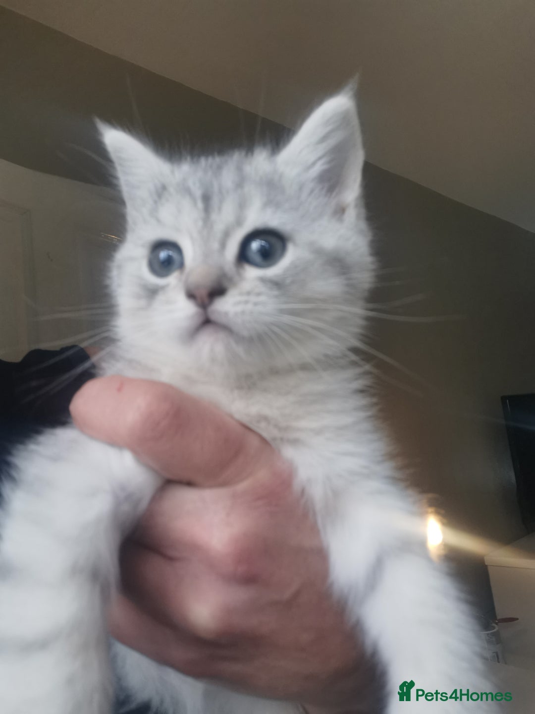 Persian cats for sale: Beautiful  silver shaded chinchilla Persian x bsh - Advert 1