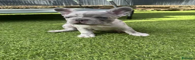 French Bulldog 1