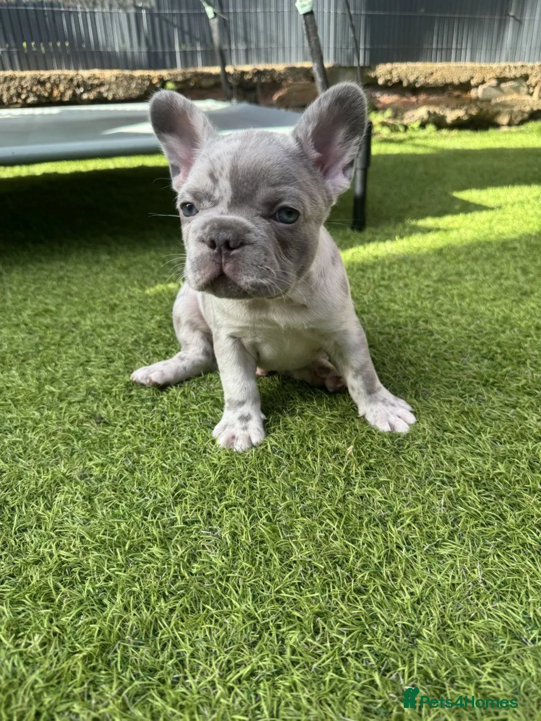 French Bulldog dogs for sale:  Stunning litter of French Bulldog puppies. in Banbury - Advert 5