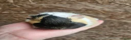 Guinea Pig rodents for sale: Baby Guinea Pigs in Rhyl - Advert 6
