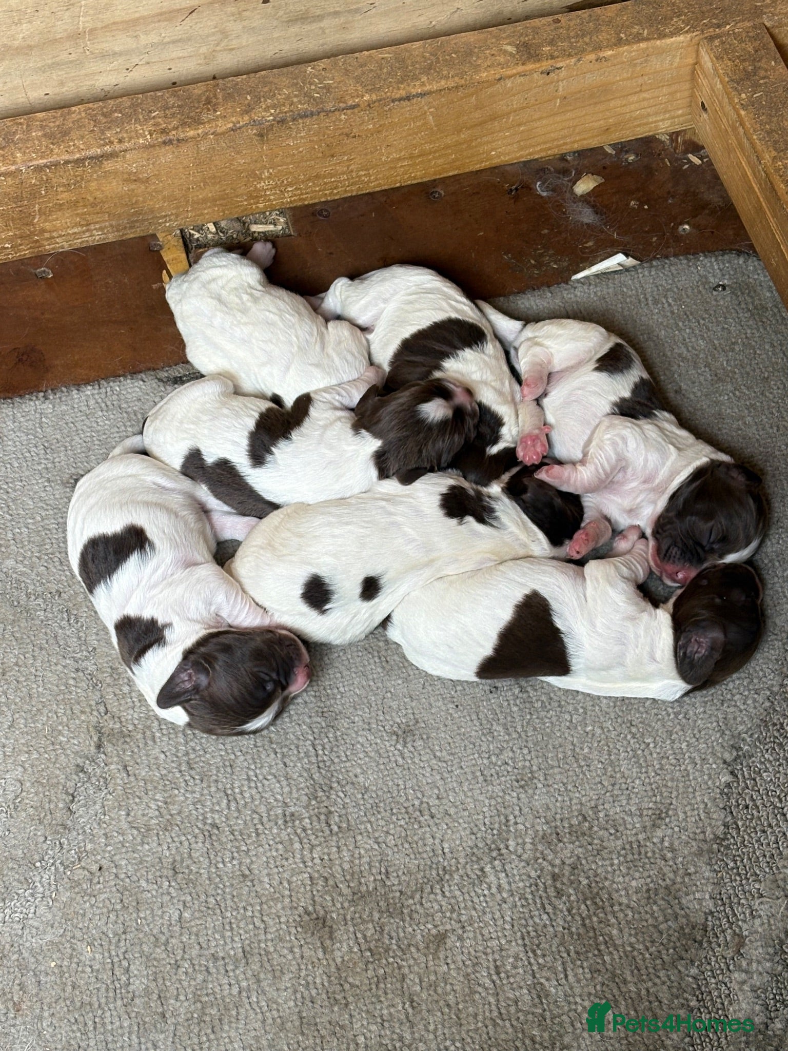 Sprocker dogs Sprocker spaniel puppies READY TO GO  - Advert 14