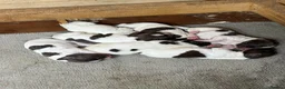 Sprocker dogs for sale: Sprocker spaniel puppies 1 girls left READY TO GO  - Advert 1